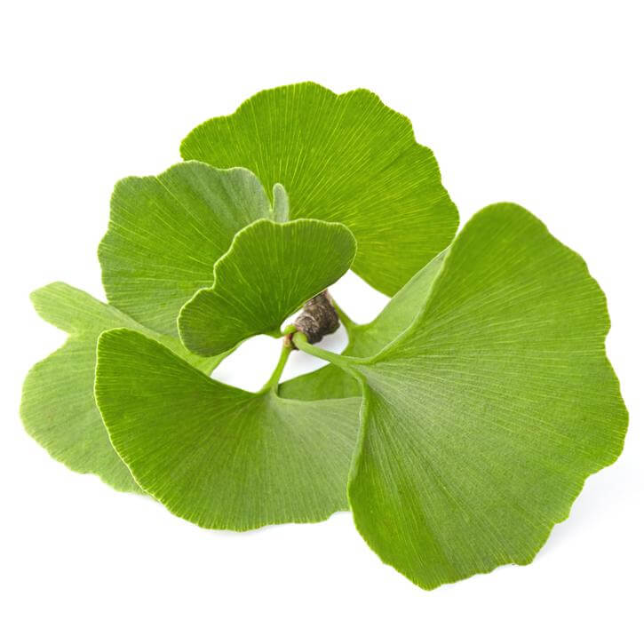 ginko biloba list